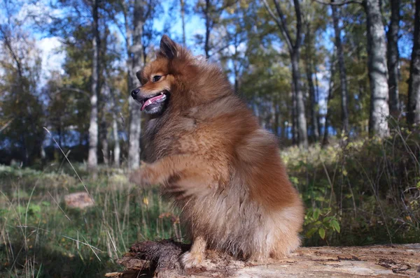 Den hund-människans bästa vän, den tyska Spitz är vacker — Stockfoto