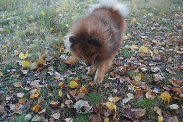 O melhor amigo do cão-homem, o Spitz alemão é bonito — Fotografia de Stock