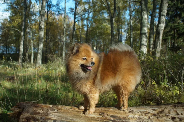 Köpek insanın en iyi dostu, Alman Spitz güzeldir — Stok fotoğraf