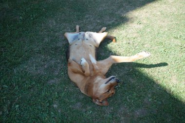 mutlu köpek yeşil çim tadını çıkarma