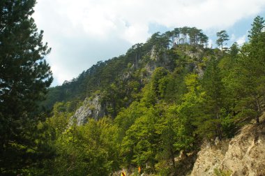 kayalar ve kayalıklarla hayat harika, güzel çam