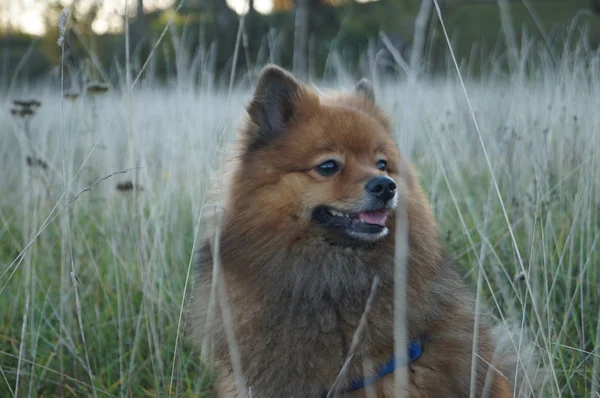 犬は人間の最良の友、秋の草 — ストック写真