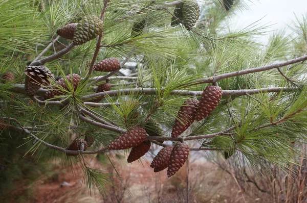 Feuillage vert du pin, une variété de formes dans la nature — Photo