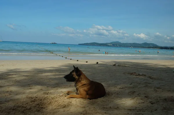 Бродячая собака на солнечных пляжах — стоковое фото