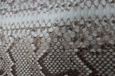 Retiküle Python skinreticulated deri doğal boyalı değil