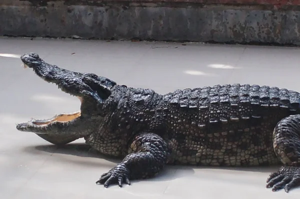 Alligatore sdraiato sul pavimento di cemento con bocca aperta — Foto Stock