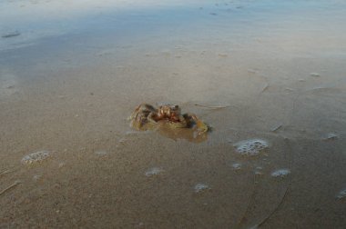 Mangrov sahilde küçük Yengeç