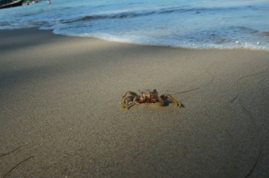 Mangrov sahilde küçük Yengeç