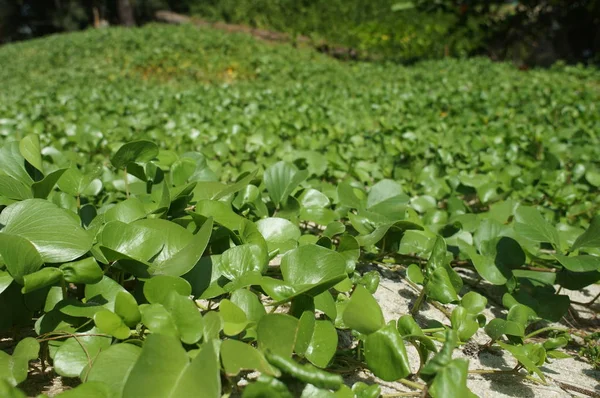 Groene kruipende kruiden in Thailand in de schaduw — Stockfoto