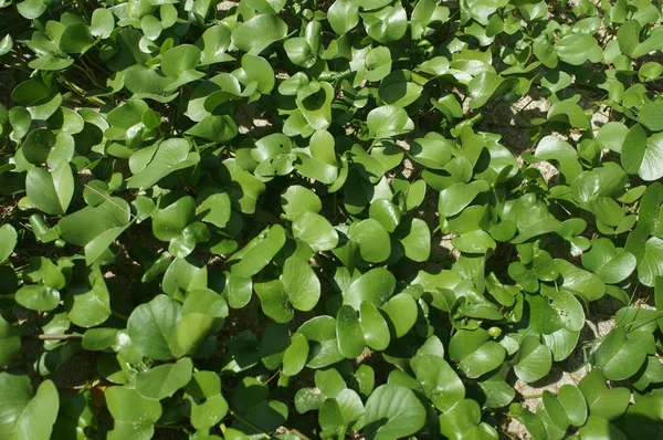 Zelené plíživé byliny v Thajsku ve stínu — Stock fotografie