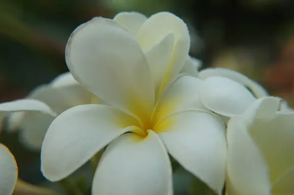 Flor tailandesa plumeria amarillo pálido en macrofotografía —  Fotos de Stock