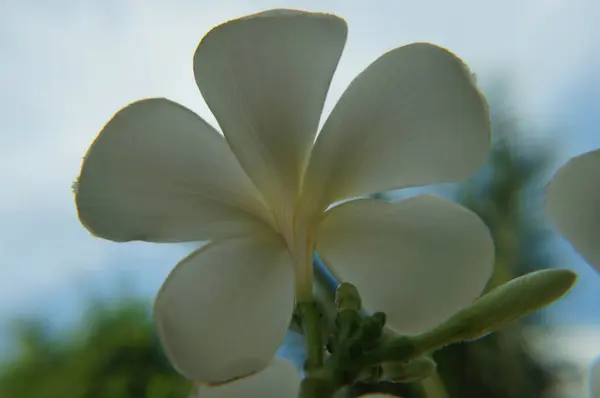 Flor tailandesa plumeria amarillo pálido en macrofotografía —  Fotos de Stock