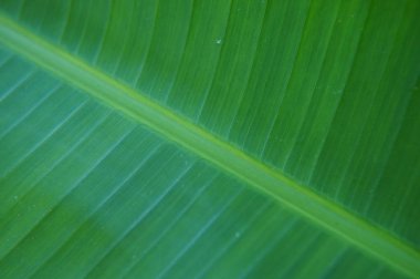 genç yaprak yeşil, taze otlar arka plan