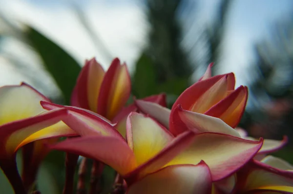 Тайский цветочный плюмаж бледнеет на макрофотографии — стоковое фото