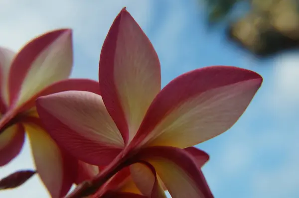 Thailändska blomma plumeria blek gul i makrofotografering — Stockfoto