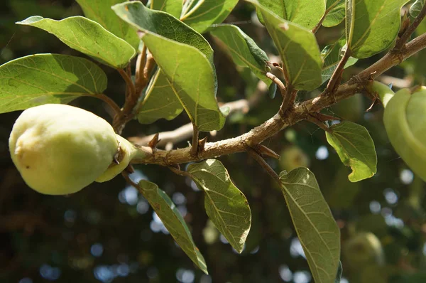 Πράσινο ανώριμα φρούτα σε ένα κλαδί δέντρου, φόντο — Φωτογραφία Αρχείου