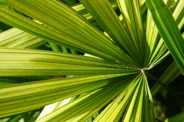 Belles feuilles de palmier d'arbre au soleil — Photo