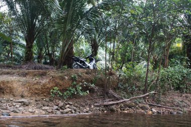 bitki örtüsü ile büyümüş orman Nehri üzerinde motosiklet