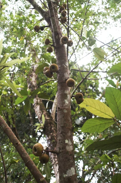 Planta exótica con fruta en un árbol en los trópicos —  Fotos de Stock