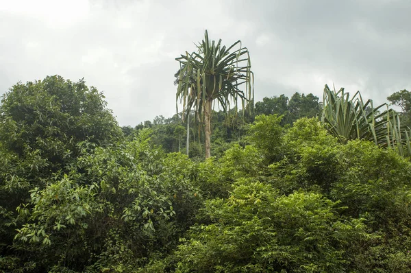 Giungla, piante esotiche della Thailandia sfondo naturale — Foto Stock