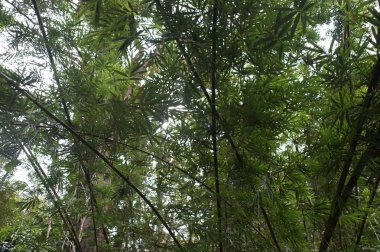 egzotik ağaçlar, Nehri, Tayland doğa deniz kenarı boyunca tropikal yeşil