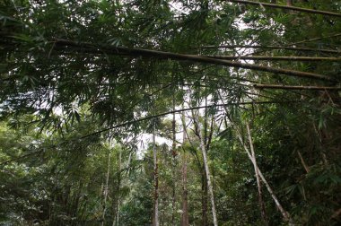 egzotik ağaçlar, Nehri, Tayland doğa deniz kenarı boyunca tropikal yeşil