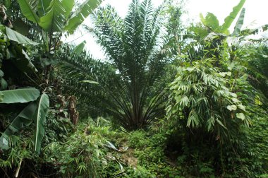 egzotik ağaçlar, Nehri, Tayland doğa deniz kenarı boyunca tropikal yeşil