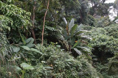 güçlü orman bitki örtüsü, ormanların çeşitli Yeşiller