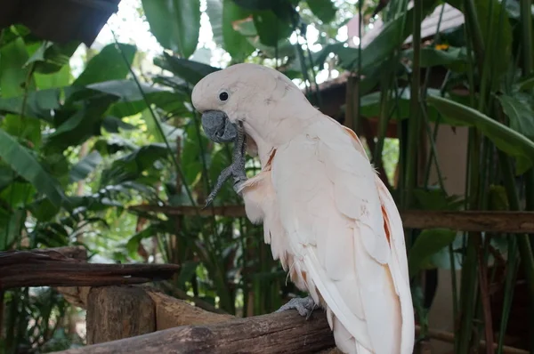 Kakadu bílý sedící na větvi a čistí peří — Stock fotografie