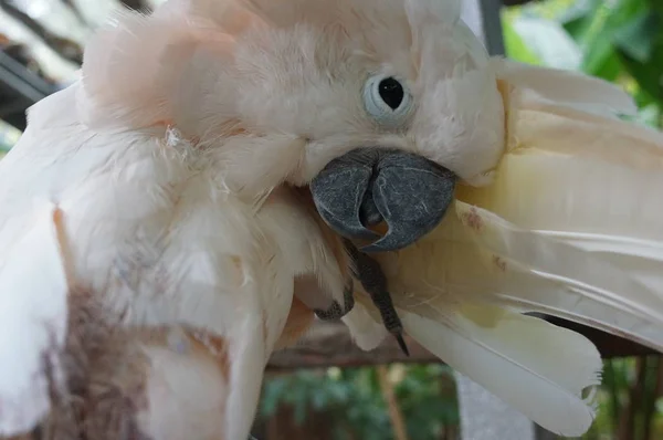 Cacatua branco sentado em um ramo e limpa penas — Fotografia de Stock