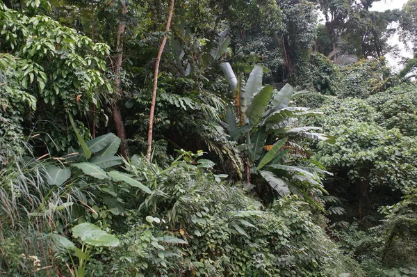 güçlü orman bitki örtüsü, ormanların çeşitli Yeşiller