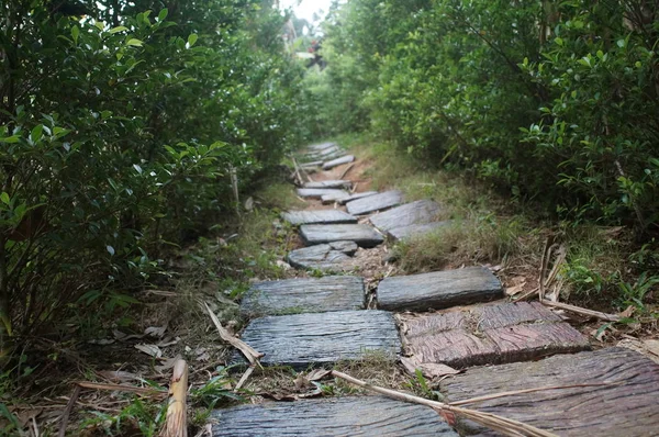 Viejo camino roto piedra en la selva —  Fotos de Stock