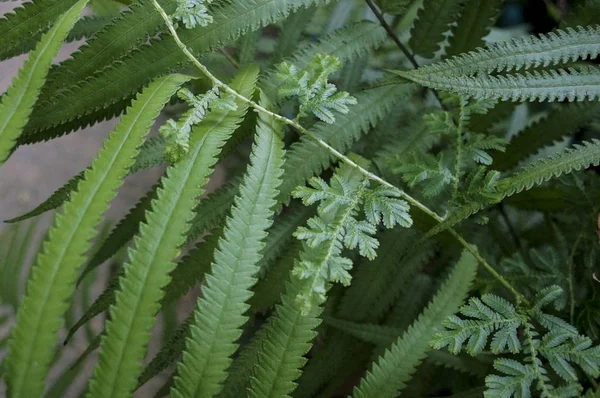 Gesneden groene bladeren van gras, schitterende achtergronden, — Stockfoto