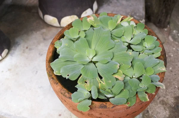 büyük bir tencerede ayakta dışında büyüyen otlar yüzen