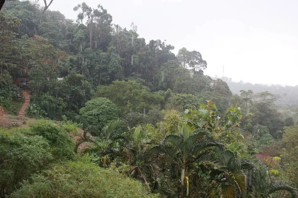 Lluvia en los trópicos — Foto de Stock