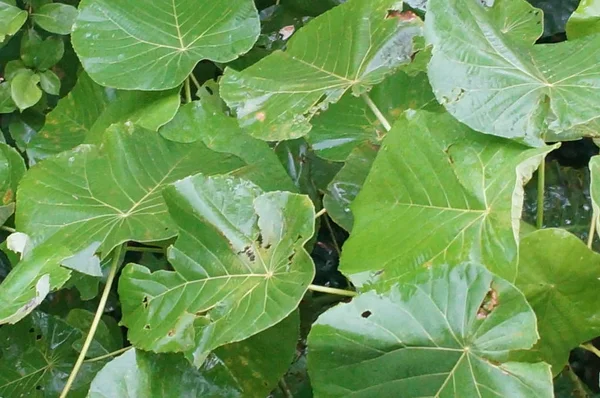La pianta verde lascia grandi foglie verdi dopo la pioggia — Foto Stock
