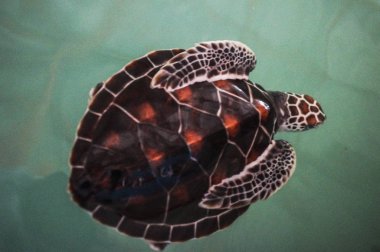 nüfus açısından Terrapin çiftlik