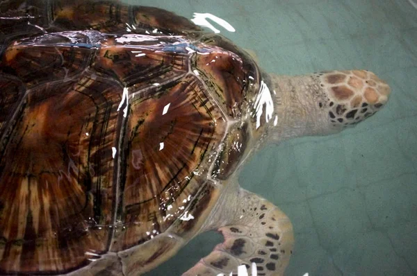 Terrapin gård, för underhåll av befolkningen — Stockfoto