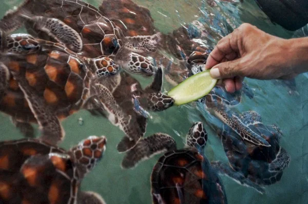 Krmení Vodní želvy, chov fondu pro zachování populace léčby — Stock fotografie