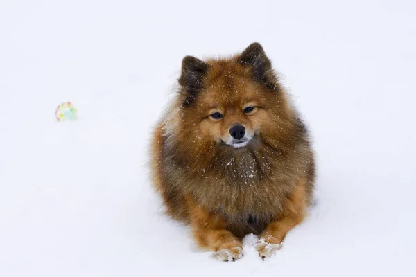 Pequeño perro sentado en blanco nieve crianza alemán spitz, primer plano —  Fotos de Stock