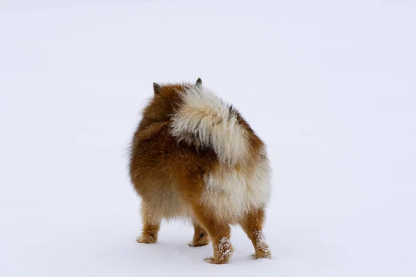 Pequeno cão sentado na neve branca raça alemão Spitz, close-up — Fotografia de Stock