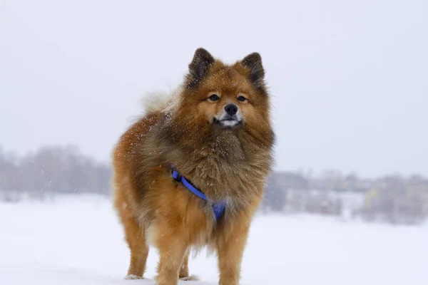 Pequeno cão sentado na neve branca raça alemão Spitz, close-up — Fotografia de Stock