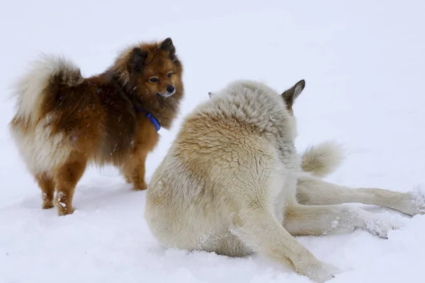 Dois cães no inverno para brincar na neve — Fotografia de Stock