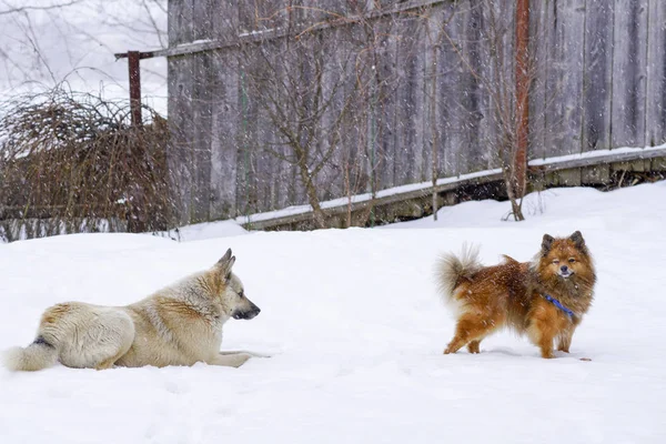 Two dogs in the winter to play in the snow — Stock Photo, Image