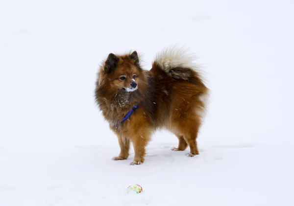 Маленькая декоративная собака играет в зимний мяч — стоковое фото