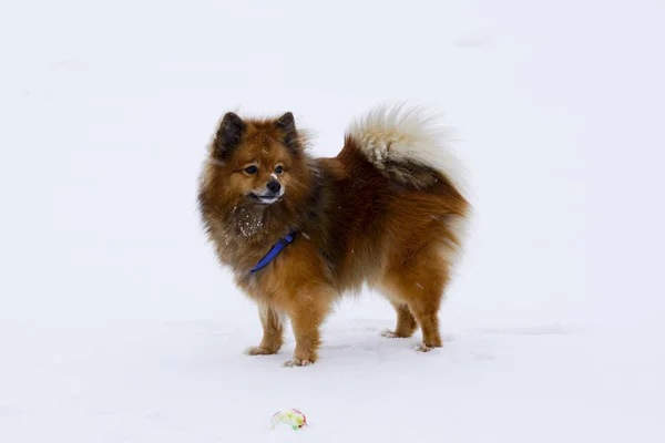 Små dekorativa hund spelar vinter boll — Stockfoto