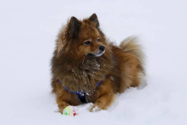 Piccolo cane decorativo gioca palla invernale — Foto Stock