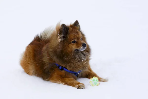 Pequeno cão decorativo joga bola de inverno — Fotografia de Stock