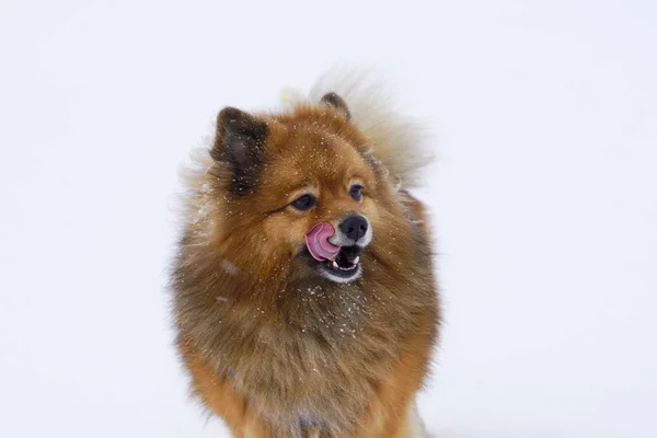 Pequeno cão sentado na neve branca raça alemão Spitz, close-up — Fotografia de Stock