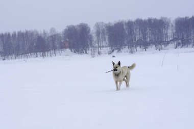Yalnız sokak köpeği sopa ile oynarken iyi bir ruh hali